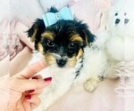 Small Photo #9 Biewer Yorkie Puppy For Sale in MIAMI BEACH, FL, USA