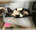 Small Photo #13 Chihuahua-Chorkie Mix Puppy For Sale in BATTLE CREEK, MI, USA