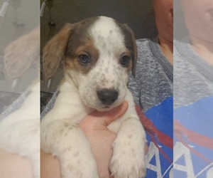 Beagle-Catahoula Leopard Dog Mix Puppy for sale in CASSVILLE, MO, USA