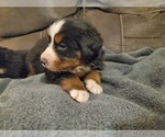 Small #3 Bernese Mountain Dog