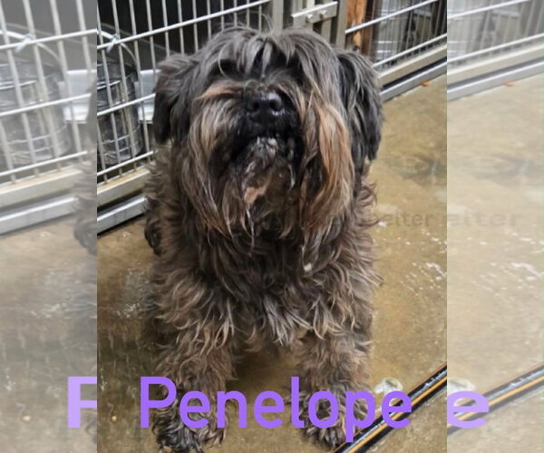 Medium Photo #1 Miniature Schnauzer-Unknown Mix Puppy For Sale in Grafton, WI, USA
