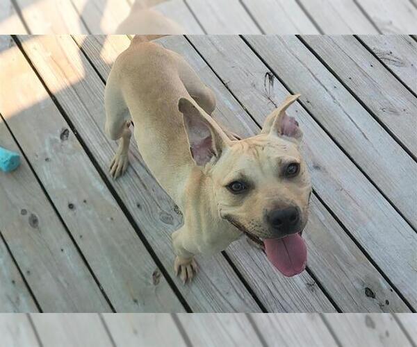 Medium Photo #12 American Pit Bull Terrier Puppy For Sale in Murfreesboro, NC, USA