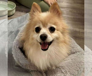 Pomeranian Dogs for adoption in Spring Lake, NC, USA