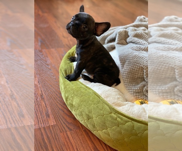 Medium Photo #1 French Bulldog Puppy For Sale in GLENDALE, CA, USA