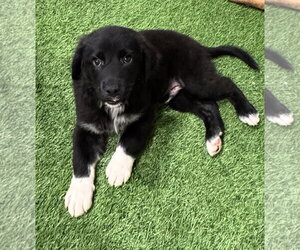 Unknown-pomeranian spitz Mix Dogs for adoption in Sanford, FL, USA
