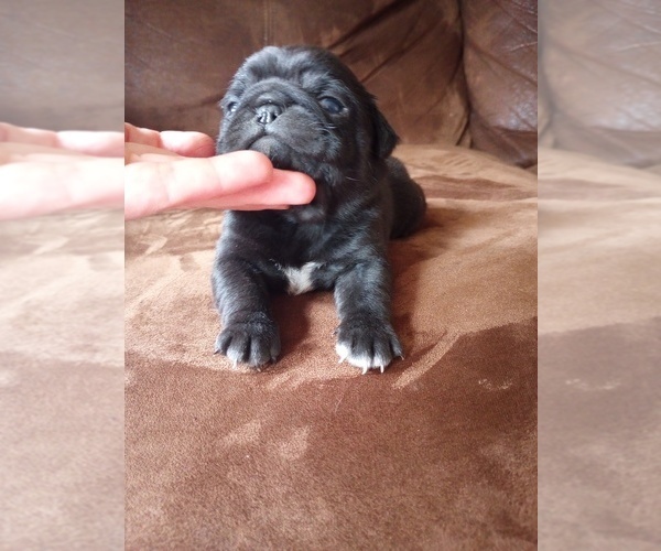 Medium Photo #2 Pug Puppy For Sale in SAINT PAUL, MN, USA