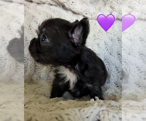 Medium Photo #4 French Bulldog Puppy For Sale in DENTON, MD, USA