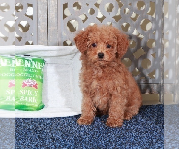 Medium Photo #1 Poodle (Miniature) Puppy For Sale in MOUNT VERNON, OH, USA