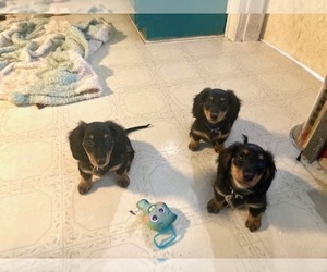 Dachshund Litter for sale in FRANKFORT, SD, USA