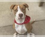 Small American Pit Bull Terrier Mix
