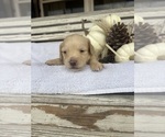 Small #1 Dachshund