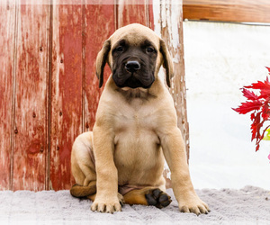 Medium Mastiff