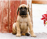 Puppy Morris Mastiff