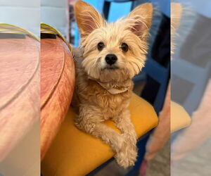 Chion Dogs for adoption in Phoenix, AZ, USA
