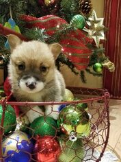 Pembroke Welsh Corgi Puppy for sale in HARTVILLE, MO, USA