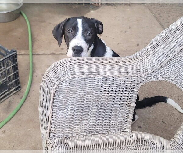 Medium Photo #5 Great Pyrenees Puppy For Sale in Spring, TX, USA