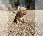 Small Photo #5 French Bulldog Puppy For Sale in APPLE VALLEY, CA, USA