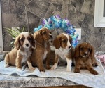 Small #5 Cavapoo