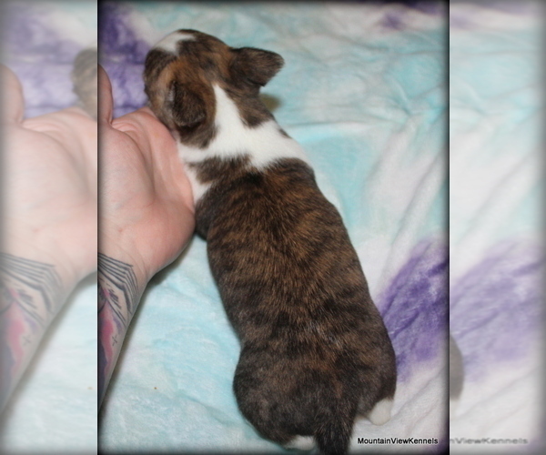 Medium Photo #4 Chihuahua Puppy For Sale in WISTER, OK, USA