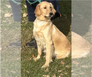 Mother of the Golden Retriever puppies born on 05/24/2026