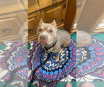Small American Pit Bull Terrier
