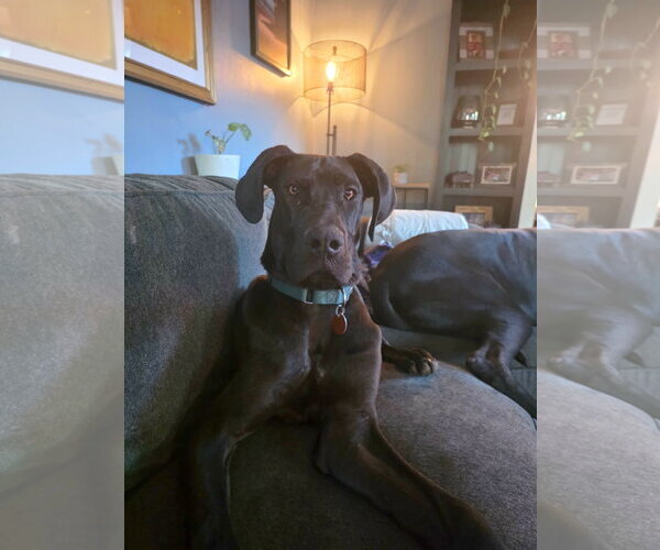 Medium Photo #3 Great Dane Puppy For Sale in Huntersville, NC, USA