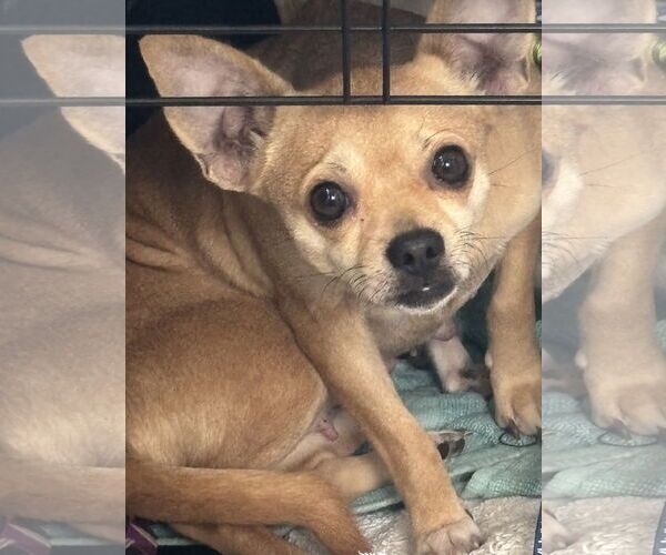 Medium Photo #6 Chihuahua-Unknown Mix Puppy For Sale in Holly Springs, NC, USA