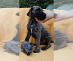 Small Photo #5 Great Dane Puppy For Sale in HARTVILLE, OH, USA