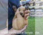 Small Photo #4 Golden Retriever Puppy For Sale in RAEFORD, NC, USA