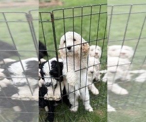 Australian Labradoodle Puppy for Sale in BLUEMONT, Virginia USA