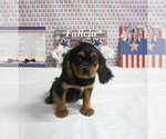 Small #12 Cavalier King Charles Spaniel