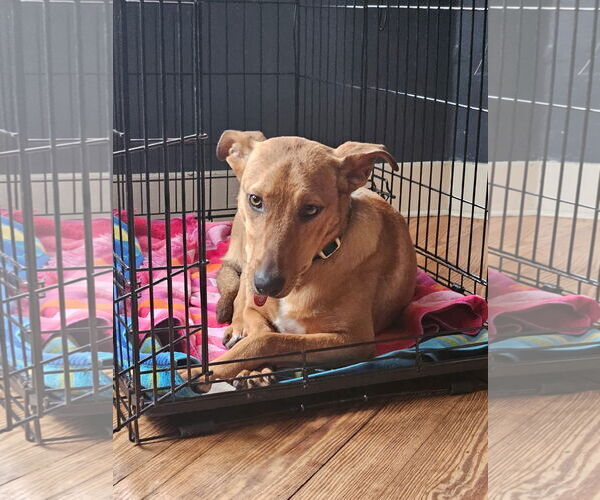 Medium Photo #3 Mutt Puppy For Sale in Wakefield, RI, USA