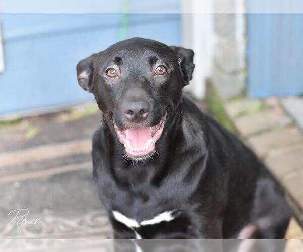 Medium Photo #6 Labrador Retriever-Unknown Mix Puppy For Sale in Brewster, NY, USA