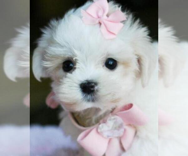 Medium Photo #13 Maltese Puppy For Sale in TAMPA, FL, USA