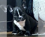 Small Photo #4 French Bulldog Puppy For Sale in CLARKS SUMMIT, PA, USA