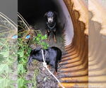 Small Doberman Pinscher