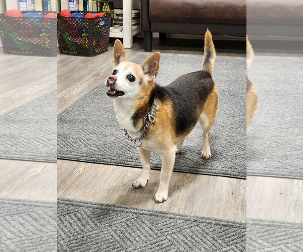 Medium Photo #1 Mutt Puppy For Sale in Emmett, ID, USA