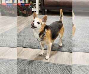 Mutt Dogs for adoption in Emmett, ID, USA