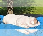 Small Photo #16 American Bulldog Puppy For Sale in MILLS RIVER, NC, USA