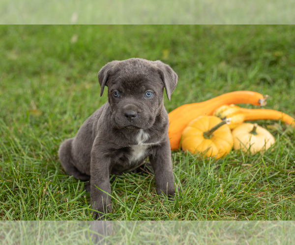 Medium Photo #24 Cane Corso Puppy For Sale in BOURBON, IN, USA