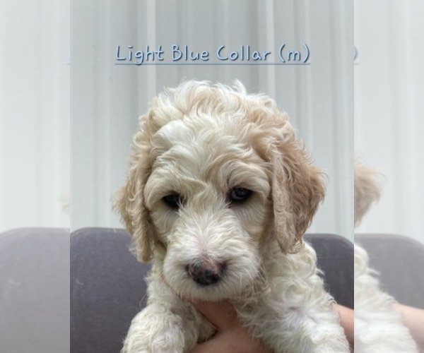 Medium Photo #1 Goldendoodle Puppy For Sale in AITKIN, MN, USA