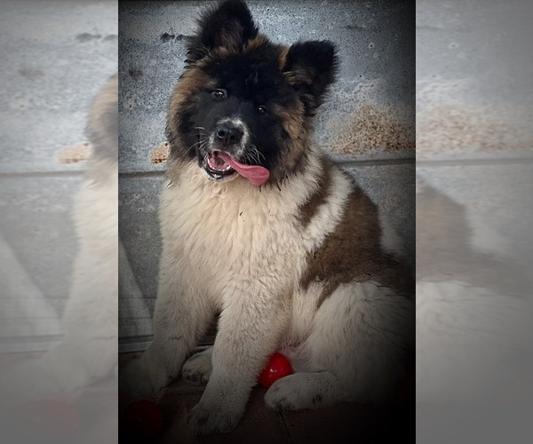Medium Photo #1 Akita Puppy For Sale in INGLIS, FL, USA
