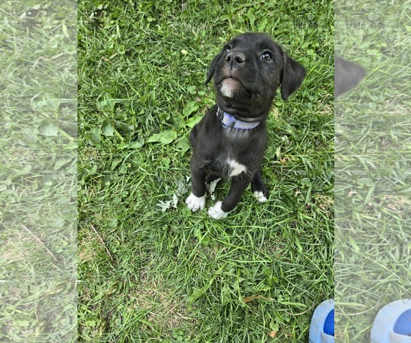Medium Photo #2 Mutt Puppy For Sale in Minneapolis, MN, USA