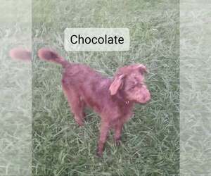 Bordoodle Puppy for sale in CLARKRANGE, TN, USA