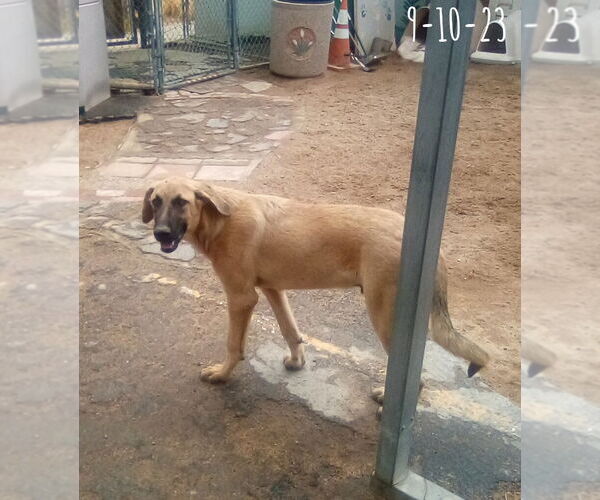 Medium Photo #9 Mutt Puppy For Sale in Apple Valley, CA, USA