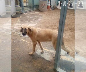 Corky- ** WONDERFUL PAL! - Male Mutt Dog for Adoption - Photo #9