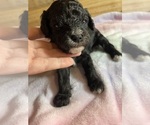 Small Photo #22 Cavapoo Puppy For Sale in LAFAYETTE, TN, USA
