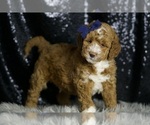 Small Photo #12 Goldendoodle (Miniature) Puppy For Sale in WARSAW, IN, USA