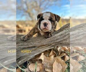 Bulldog Puppy for sale in BERTHOUD, CO, USA