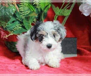 Papi-Poo Puppy for sale in APPLE CREEK, OH, USA